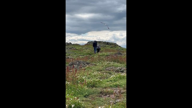 Клуша (graellsii) - ML634121422