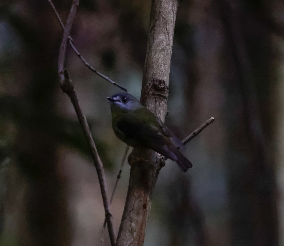 Pale-yellow Robin - ML634121436