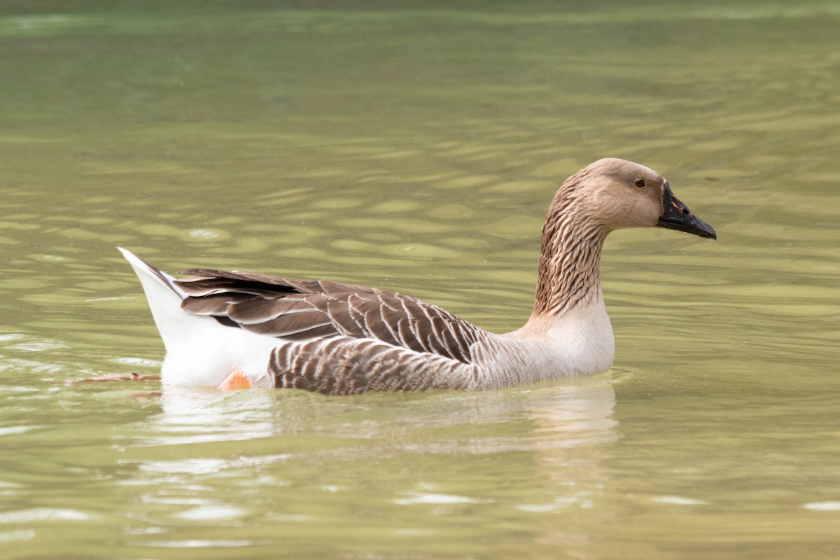 Oca cigno (domestica) - ML634121509