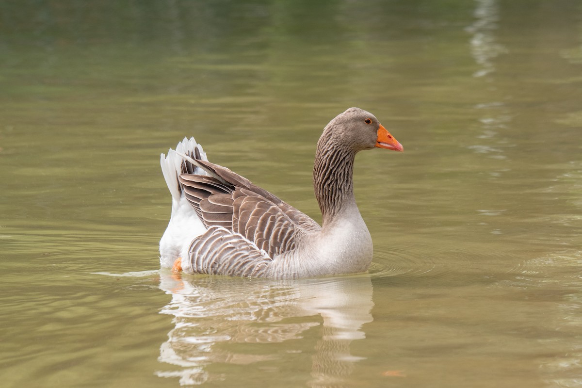Oca selvatica - ML634121537