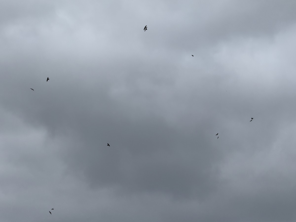 Хон хэрээ - ML634121548