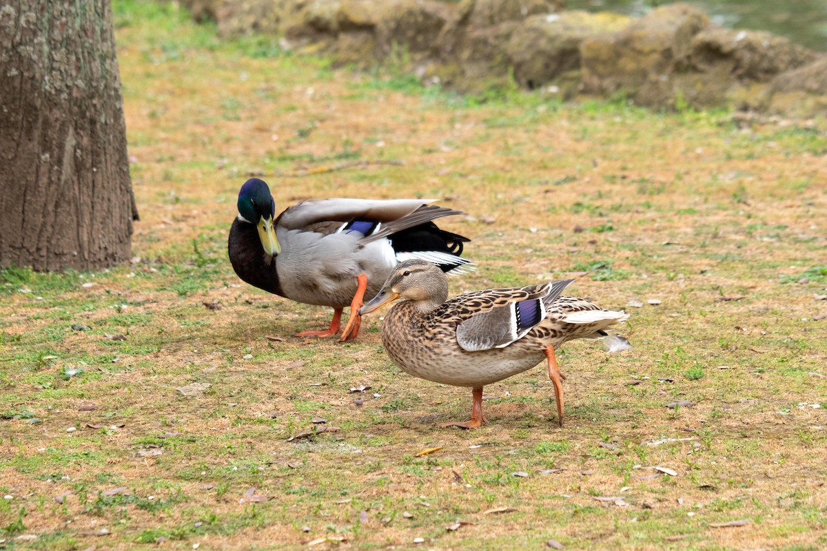 Germano reale - ML634121677