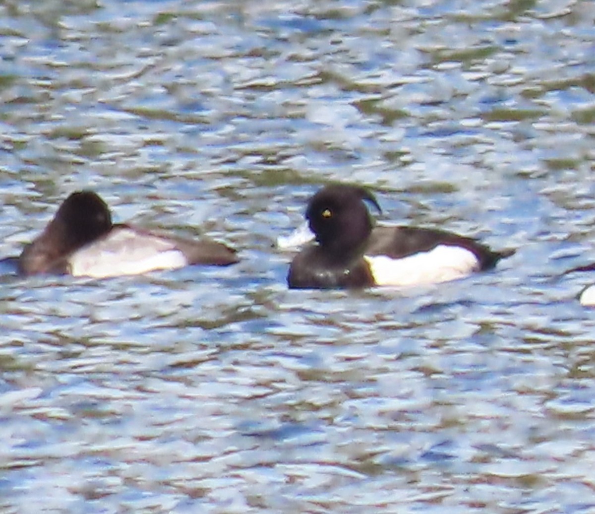 Tufted Duck - ML634121719
