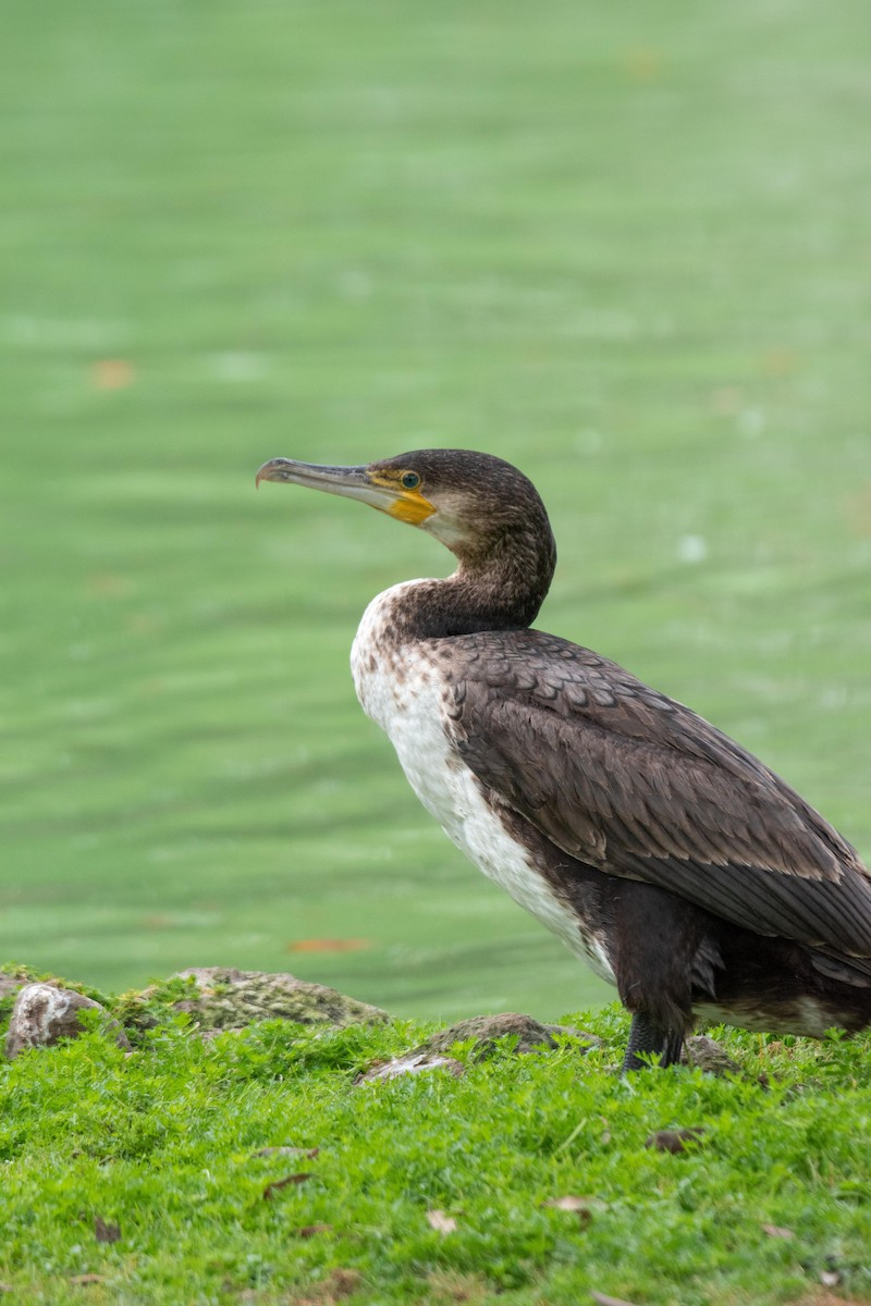 Cormorano - ML634121729