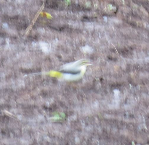 Gray Wagtail - ML634121747