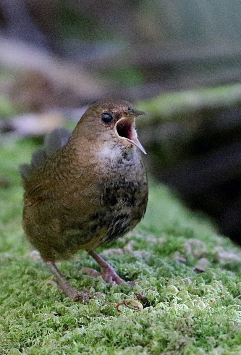 Rufous Scrub-bird - ML634121827