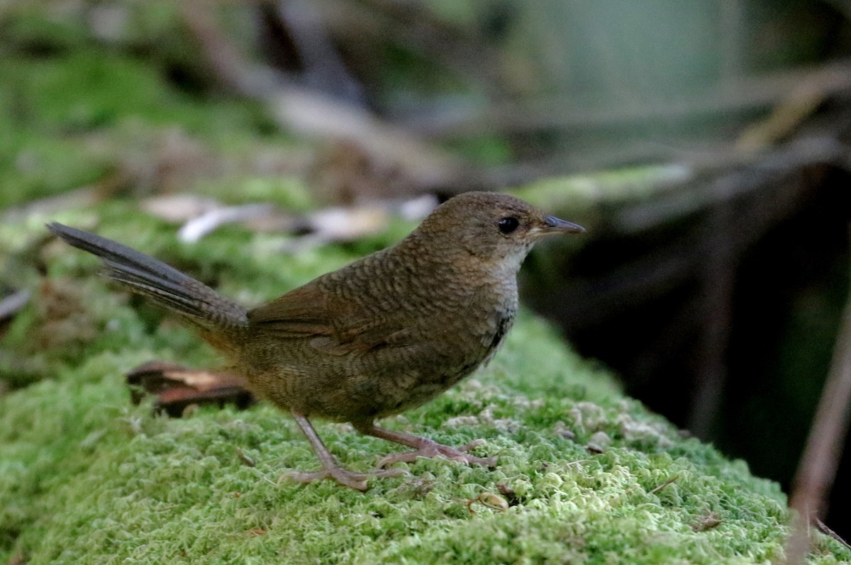 Rostdickichtvogel - ML634121828