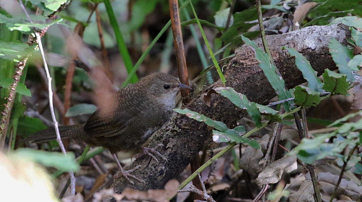 Rostdickichtvogel - ML634121829