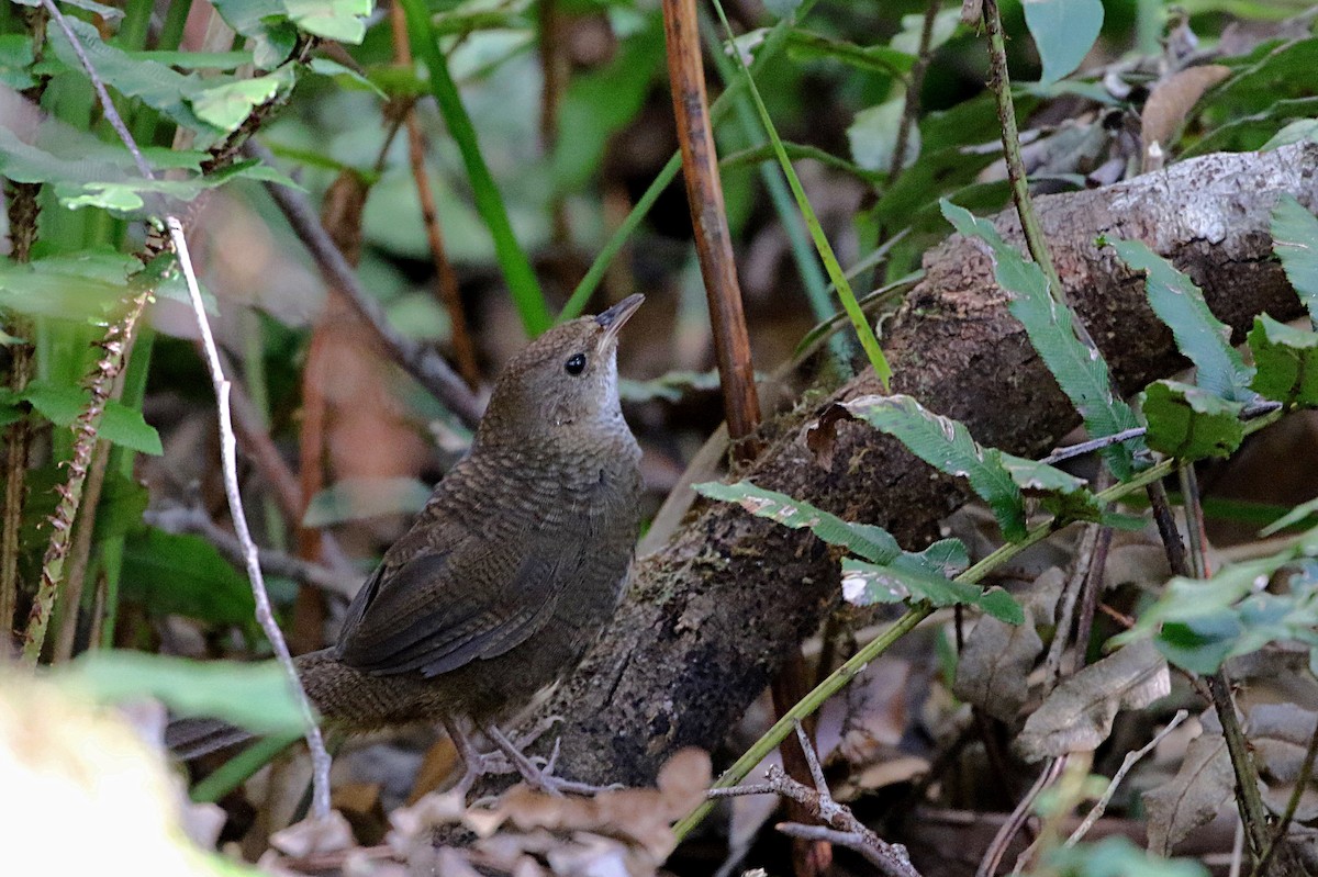 Rufous Scrub-bird - ML634121830