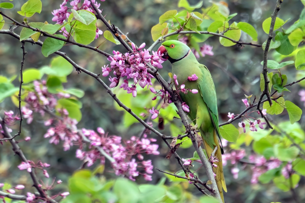 Parrocchetto dal collare - ML634121887