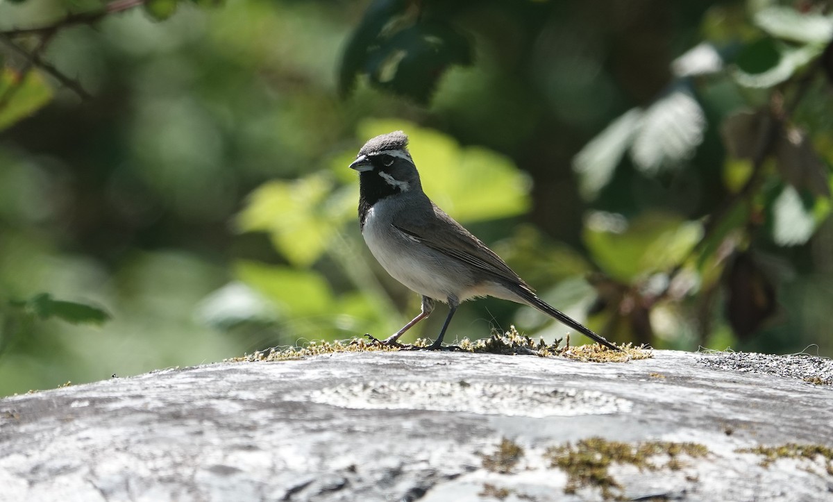 Black-throated Sparrow - ML634121916