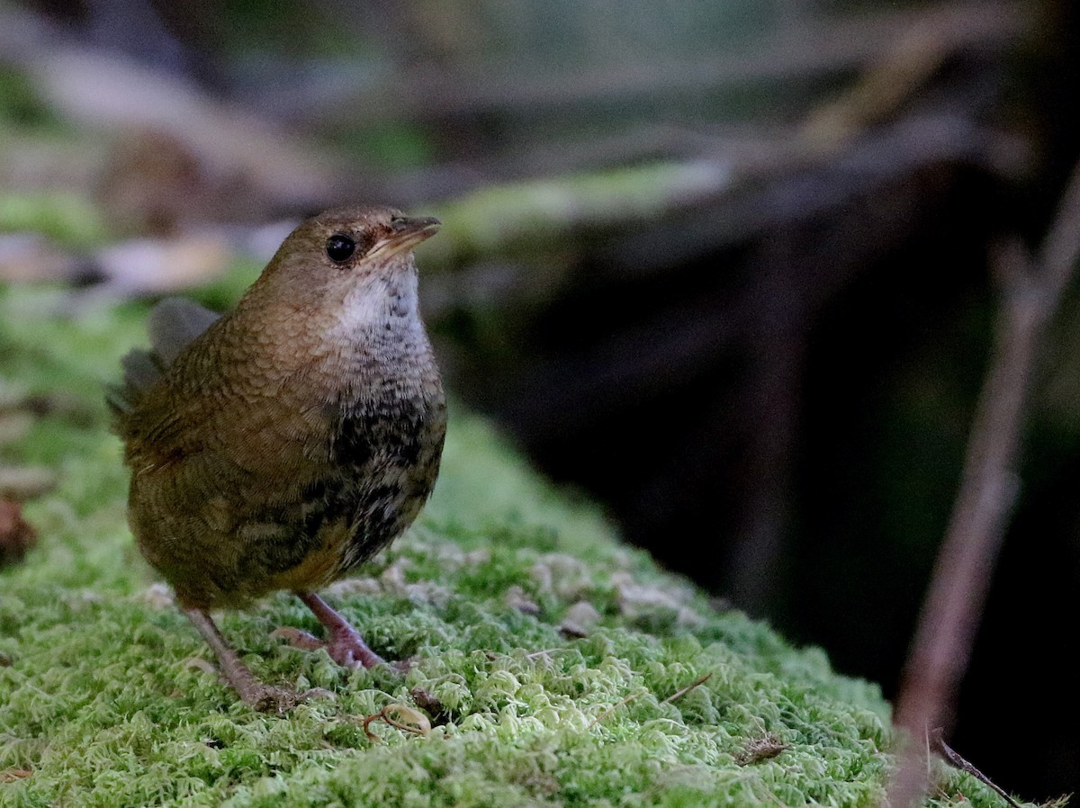 Rufous Scrub-bird - ML634121928