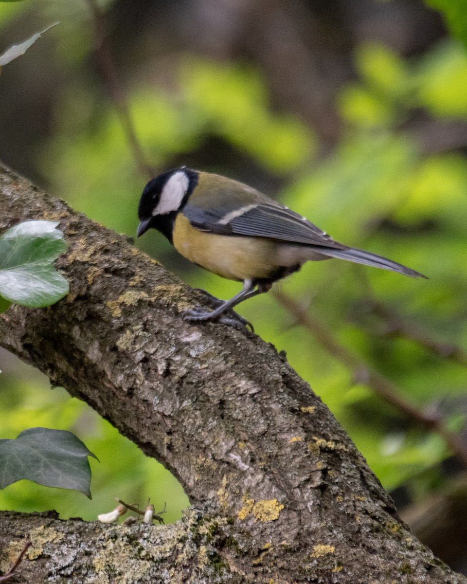 Cinciallegra - ML634121933