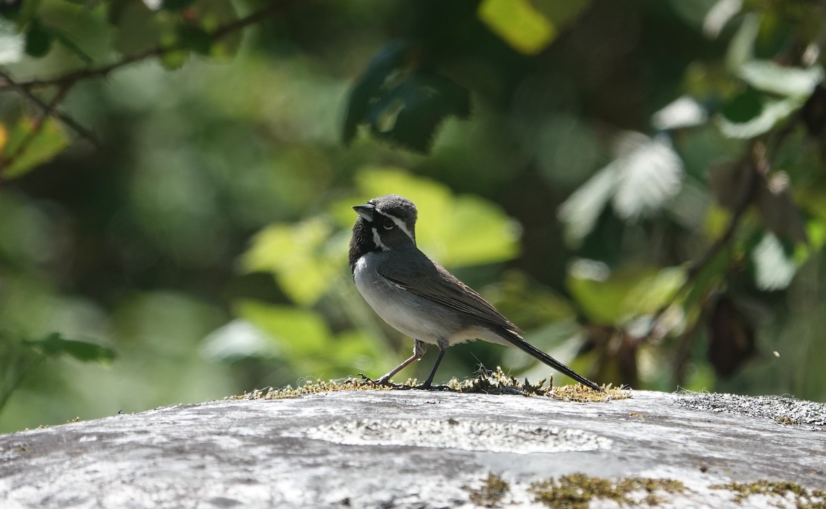 Black-throated Sparrow - ML634121971