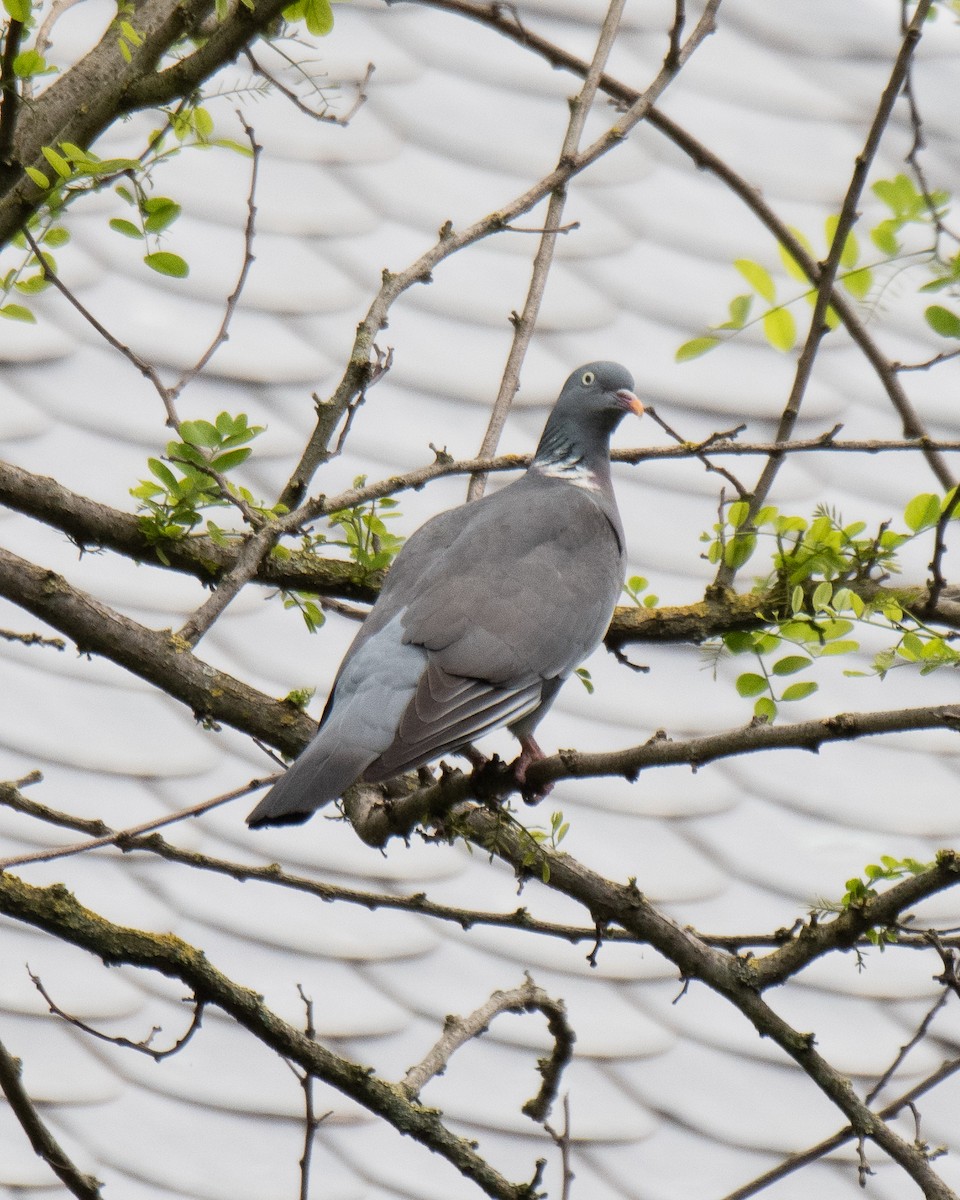 Colombaccio - ML634122044