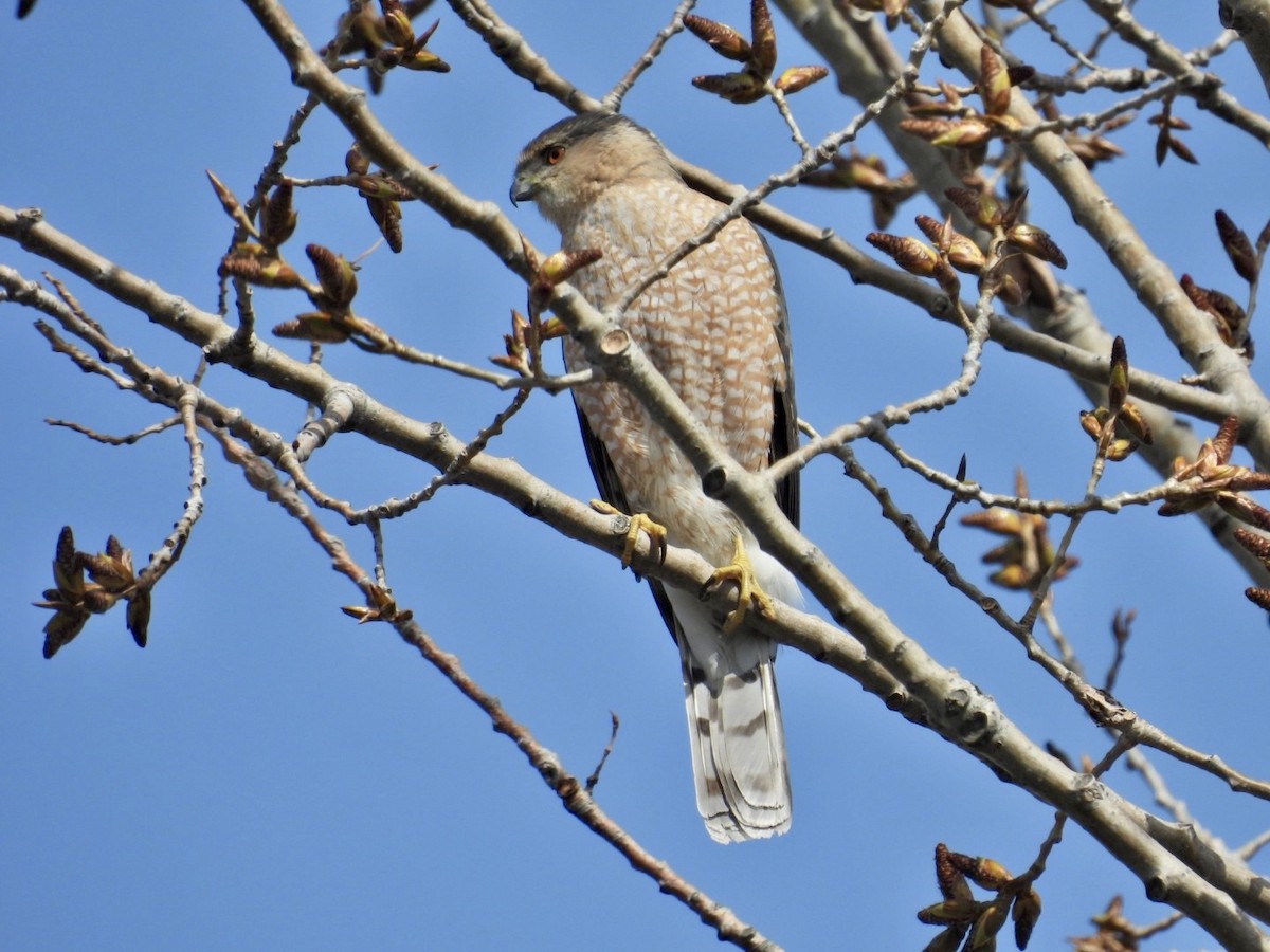Cooper's Hawk - ML634122072