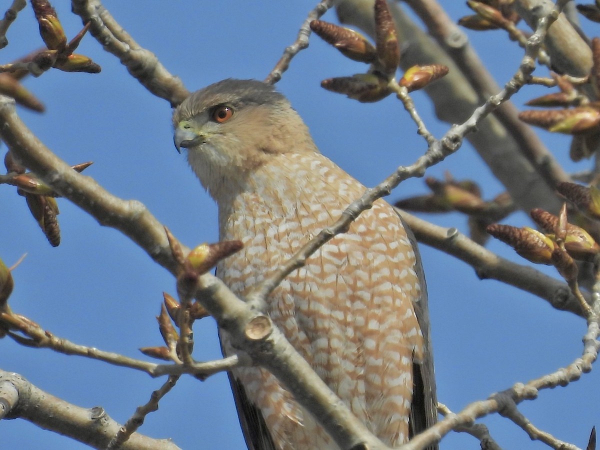 Cooper's Hawk - ML634122073