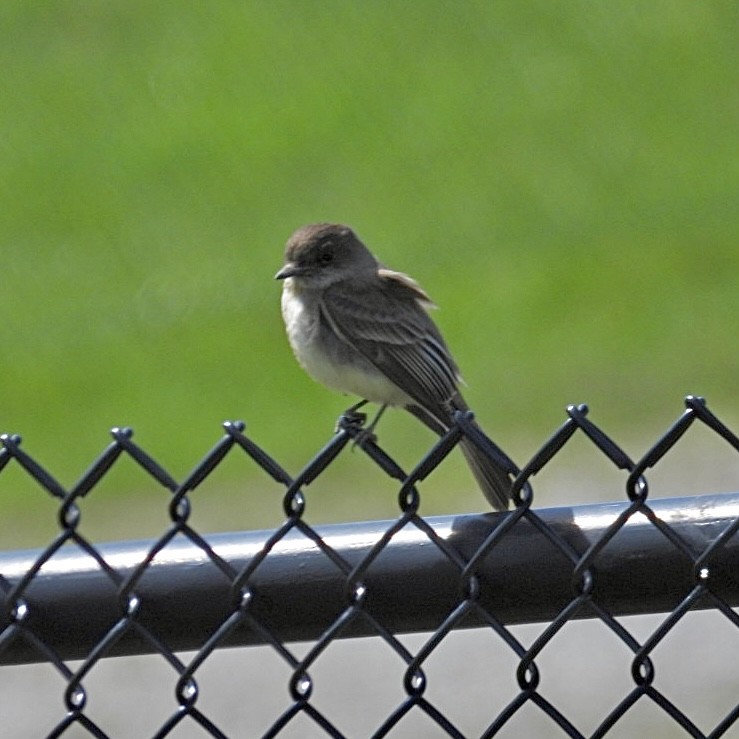 Eastern Phoebe - ML634122092