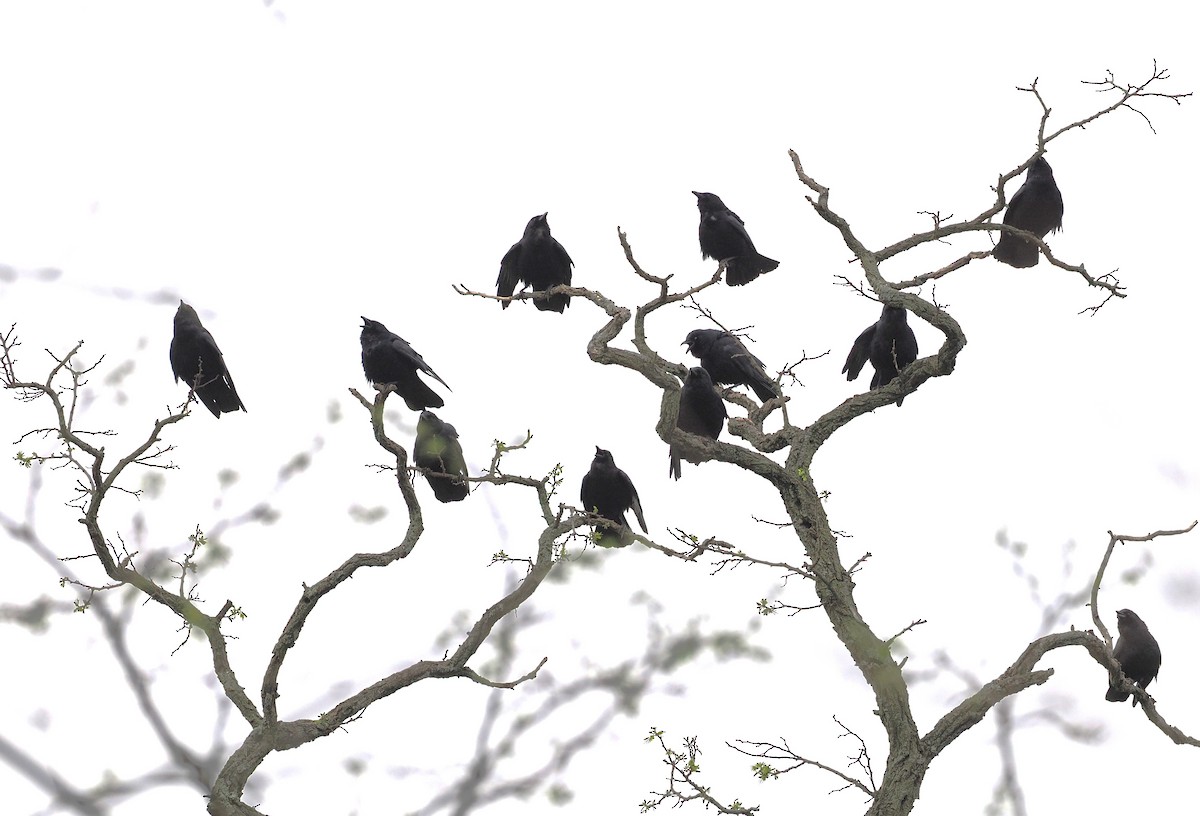 Fish Crow - ML634122112
