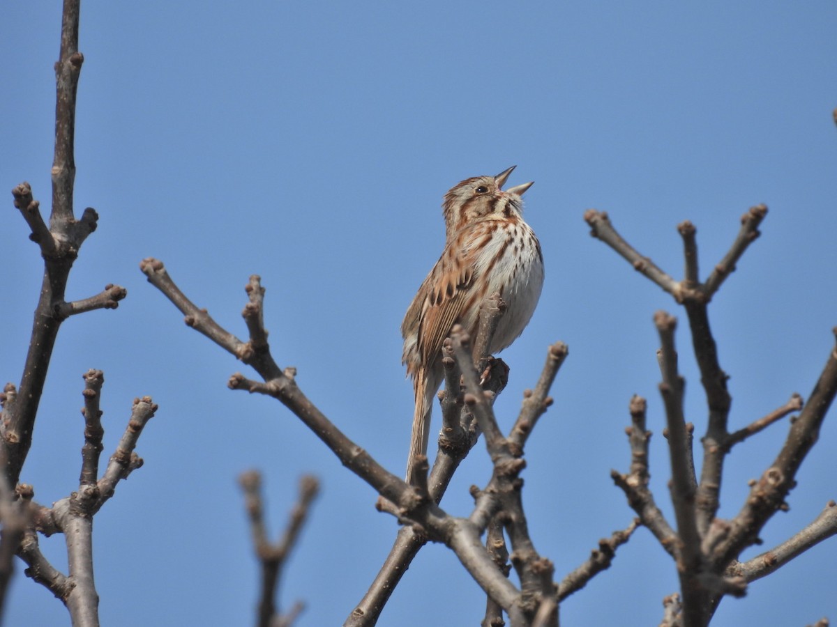 Song Sparrow - ML634122113