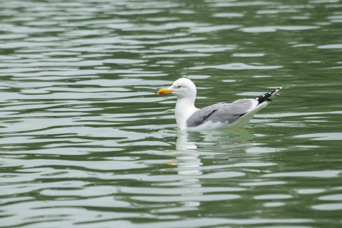 Gabbiano reale - ML634122123