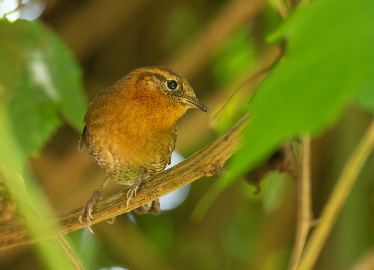 Rufous-browed Wren - ML634122139