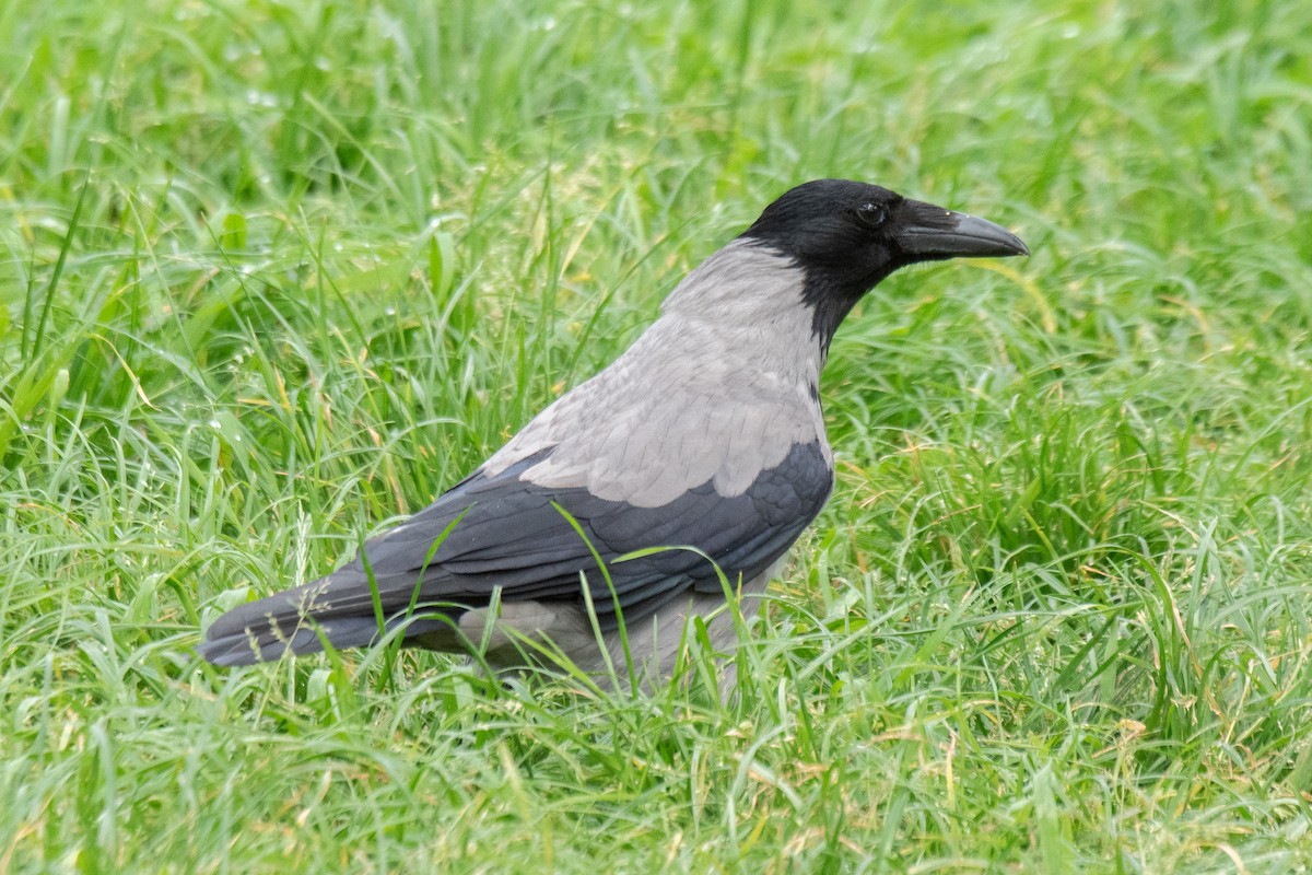 Cornacchia grigia - ML634122168