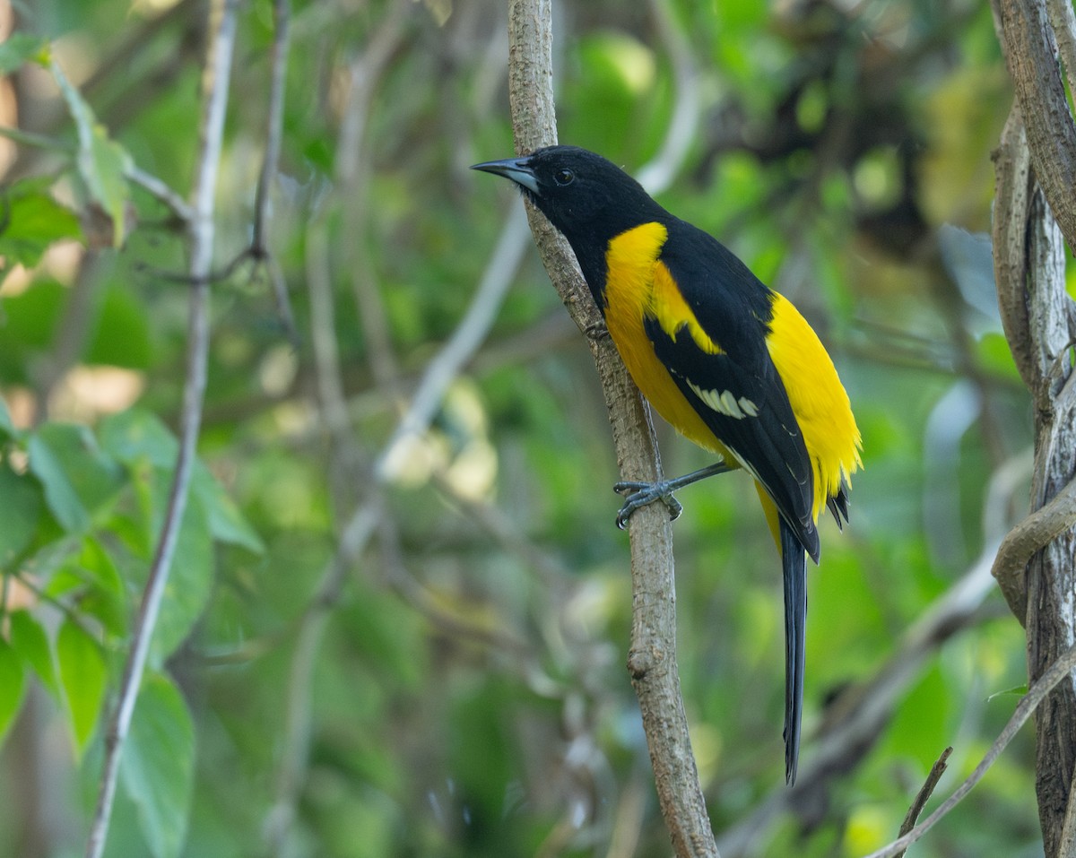 Bar-winged Oriole - ML634122169