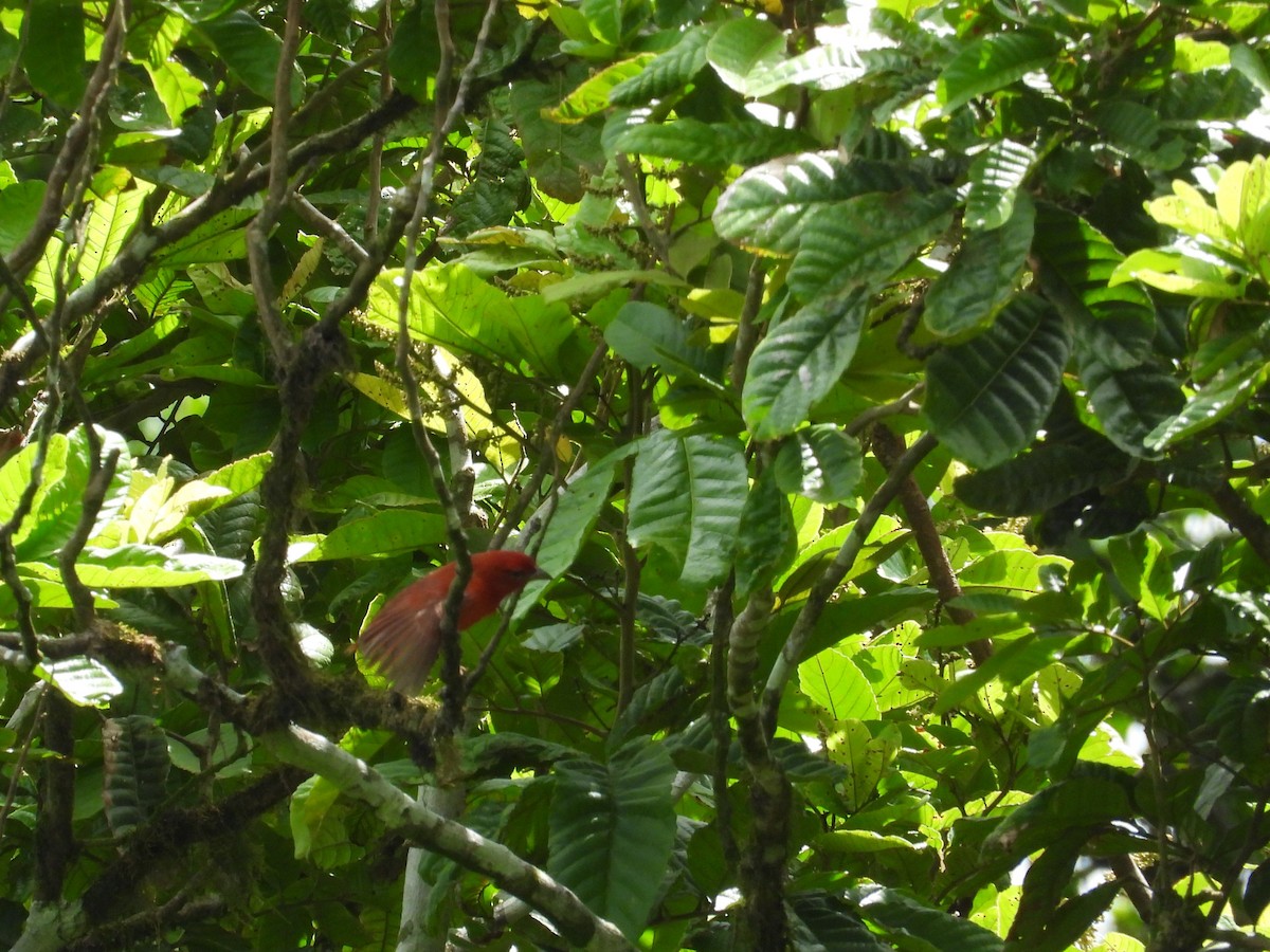 Summer Tanager - ML634122227