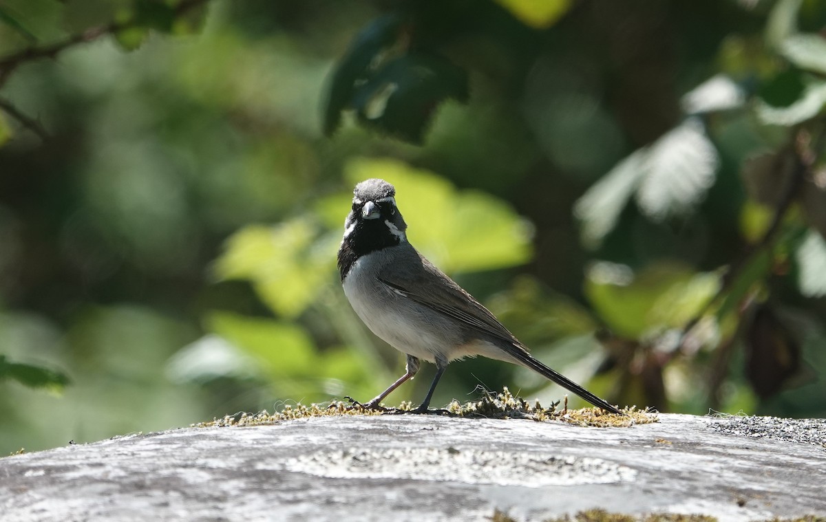 Black-throated Sparrow - ML634122231