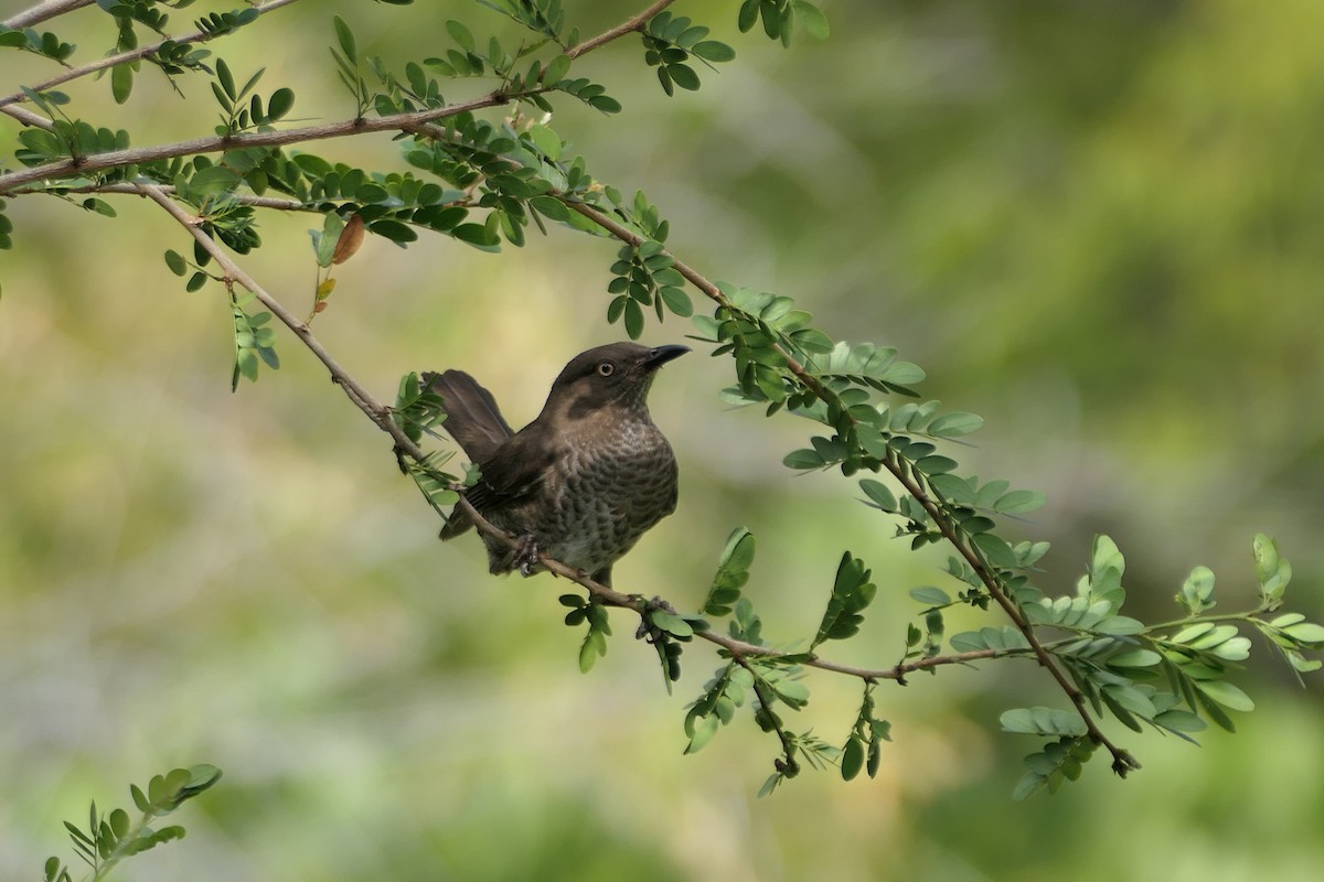 Scaly-breasted Thrasher - ML634122252