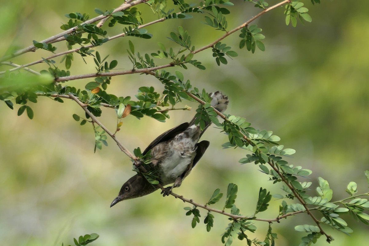 Scaly-breasted Thrasher - ML634122253