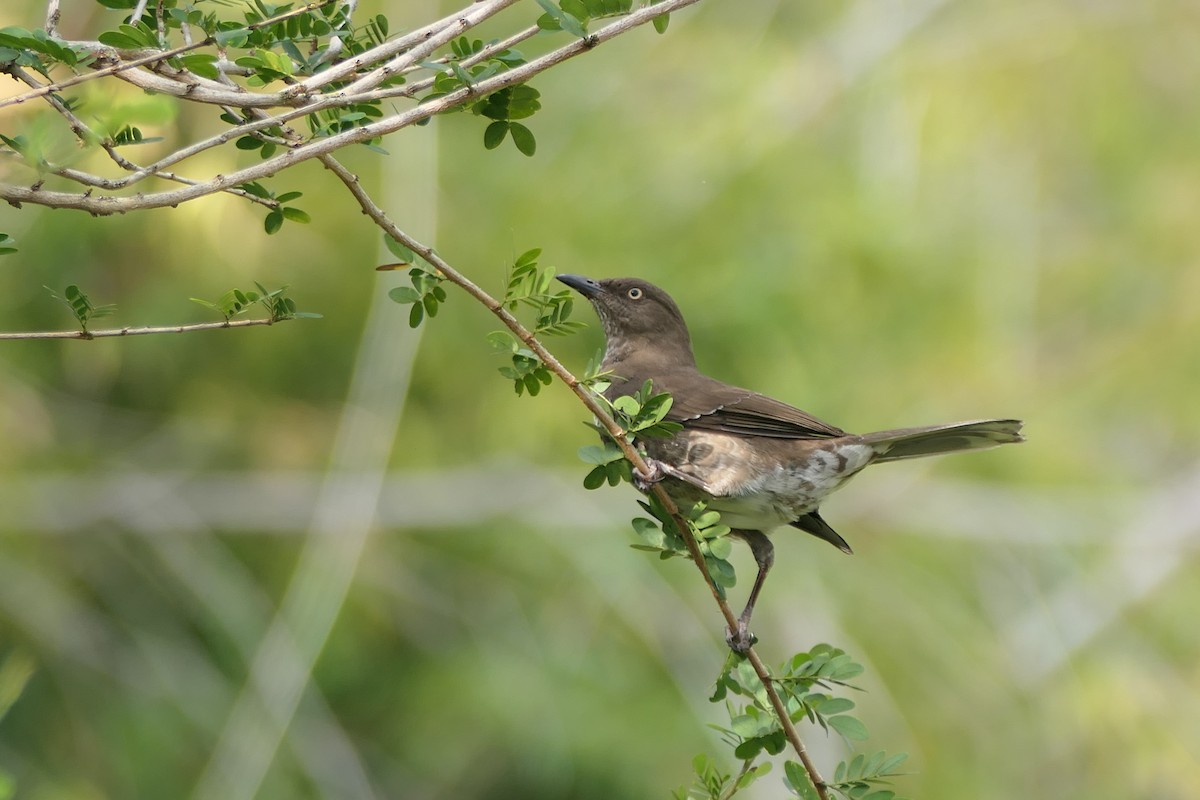 Scaly-breasted Thrasher - ML634122254