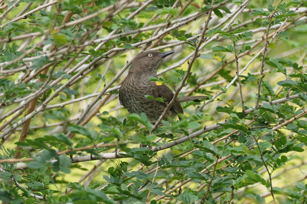 Scaly-breasted Thrasher - ML634122255