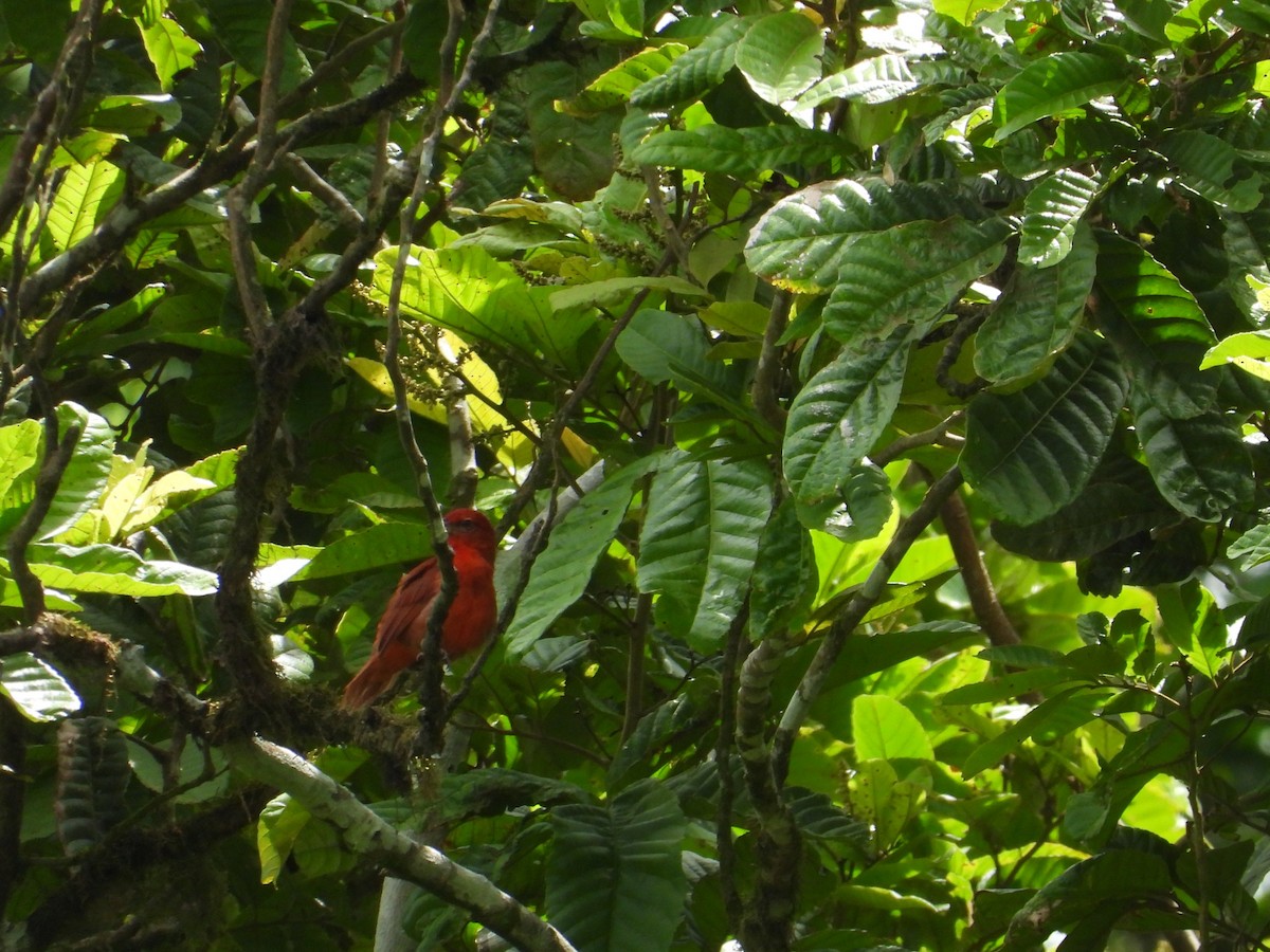 Summer Tanager - ML634122297