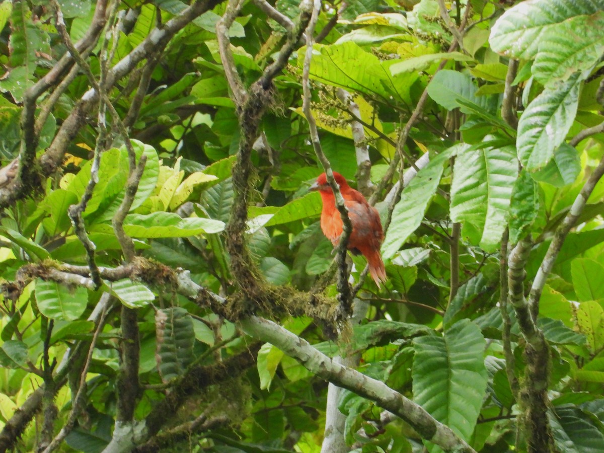 Summer Tanager - ML634122311