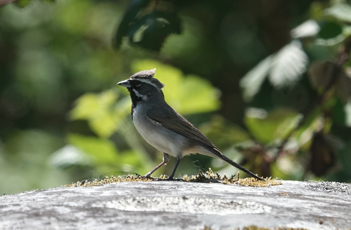 Black-throated Sparrow - ML634122382