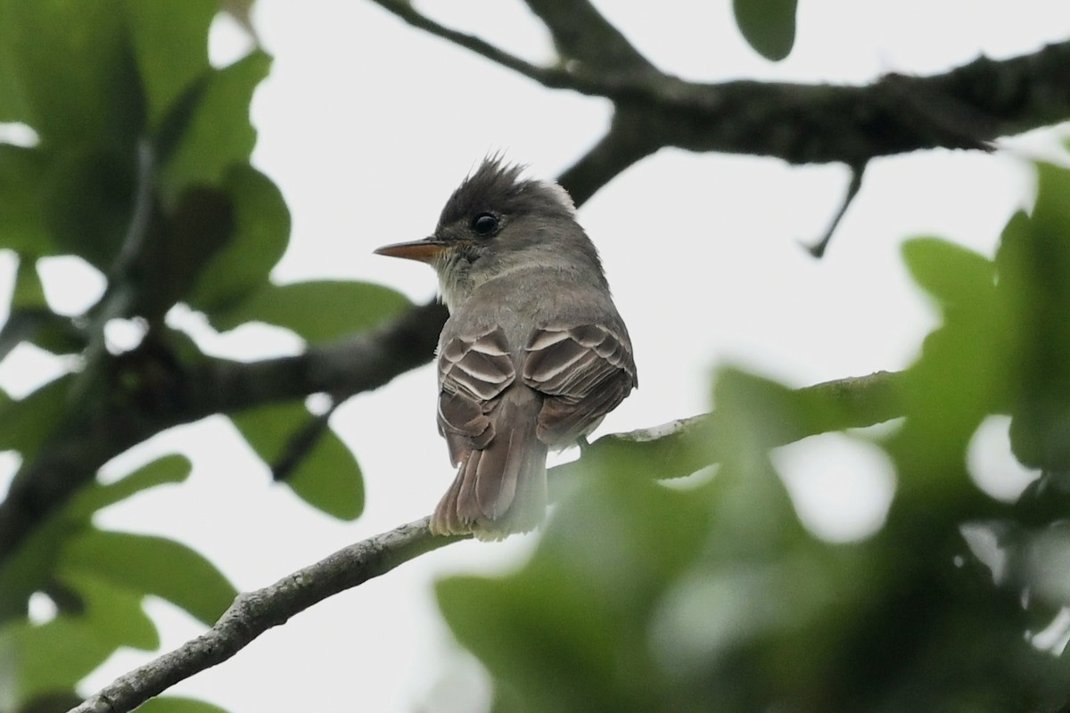 Greater Pewee - ML634122419