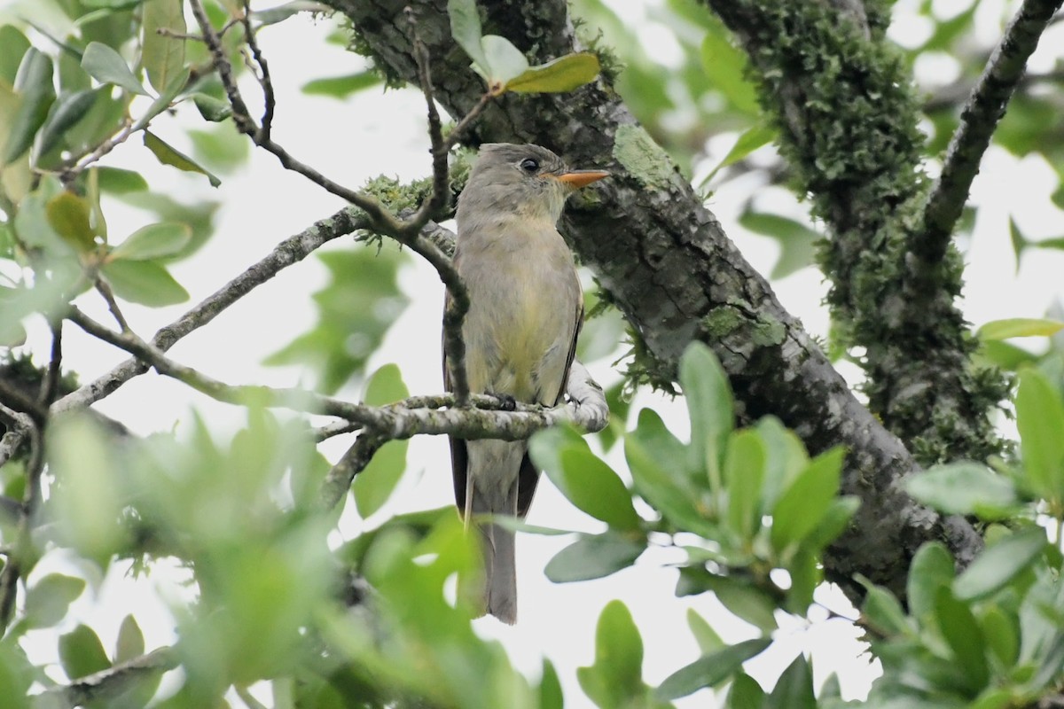 Greater Pewee - ML634122421