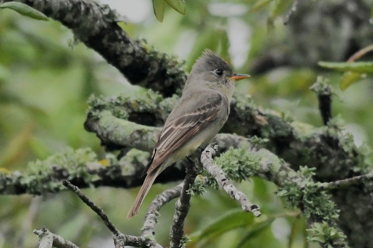 Greater Pewee - ML634122422