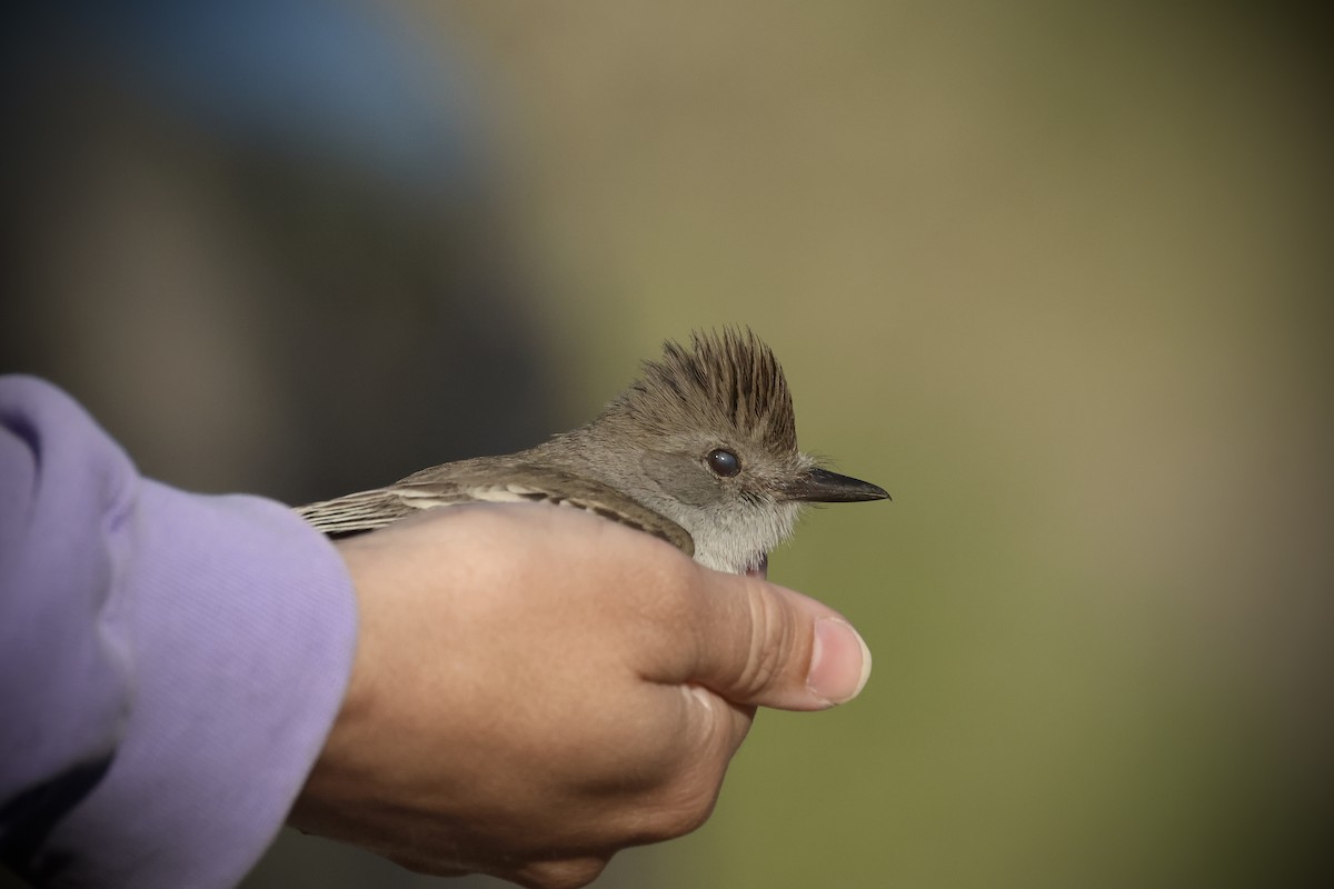 Ash-throated Flycatcher - ML634122432
