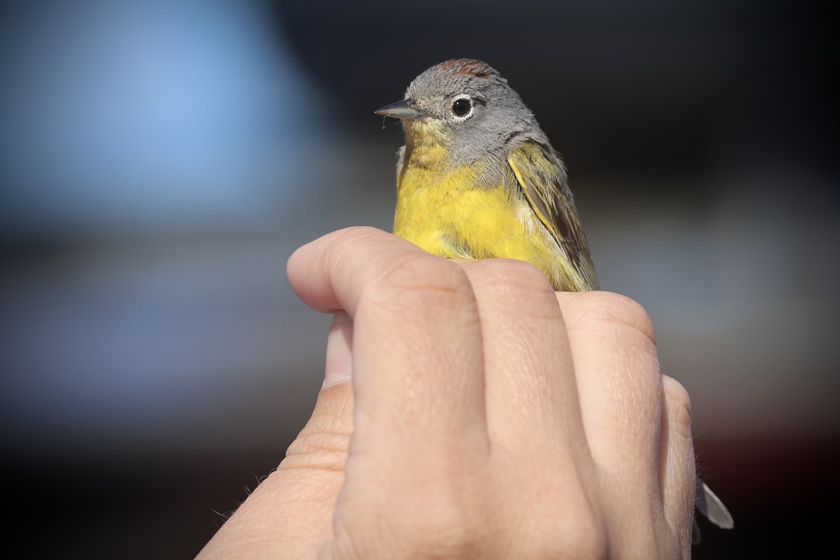Nashville Warbler - ML634122523