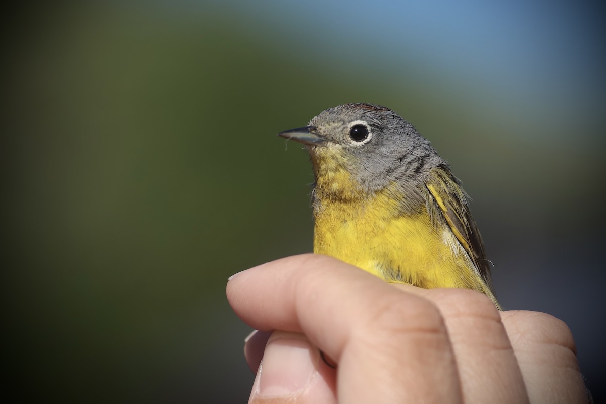 Nashville Warbler - ML634122525