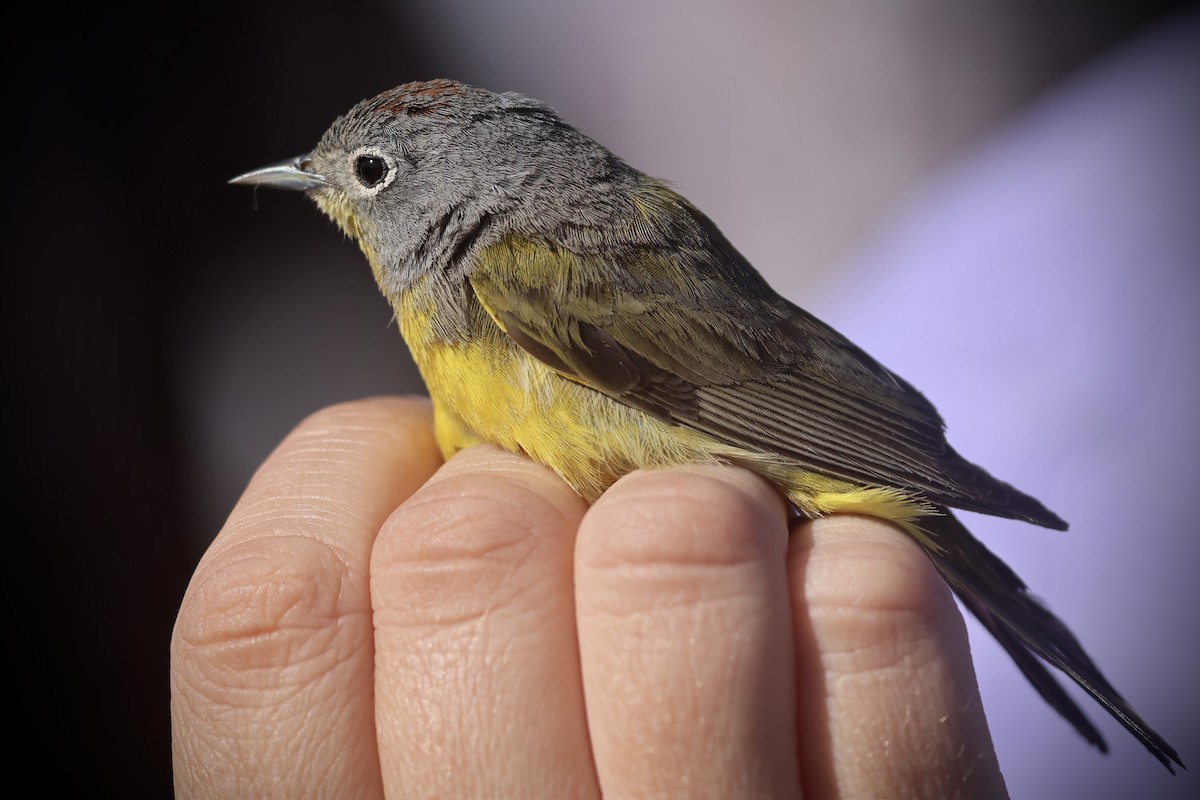 Nashville Warbler - ML634122526