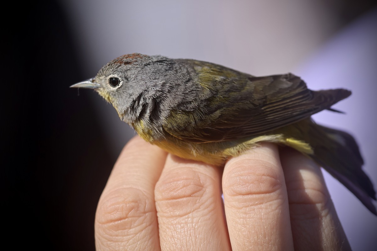 Nashville Warbler - ML634122531