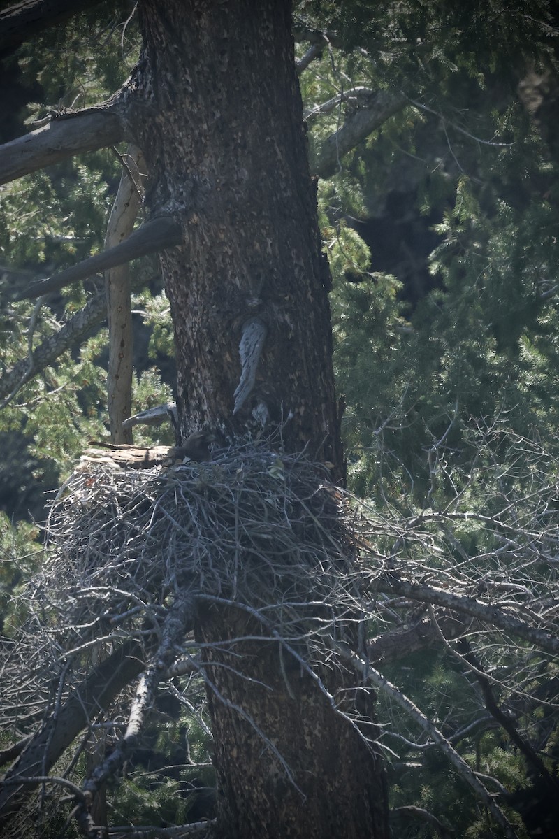 Red-tailed Hawk - ML634122602