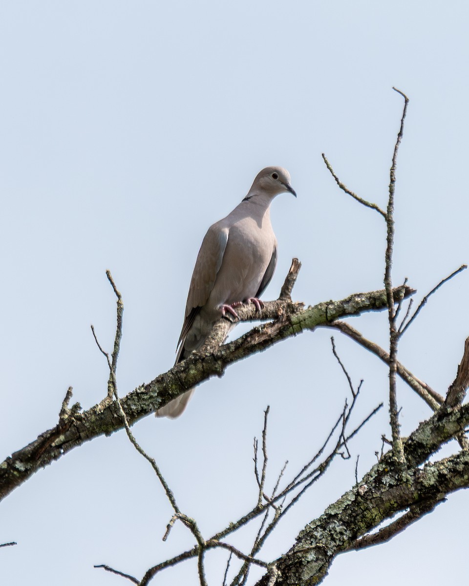 Tortora dal collare - ML634122648