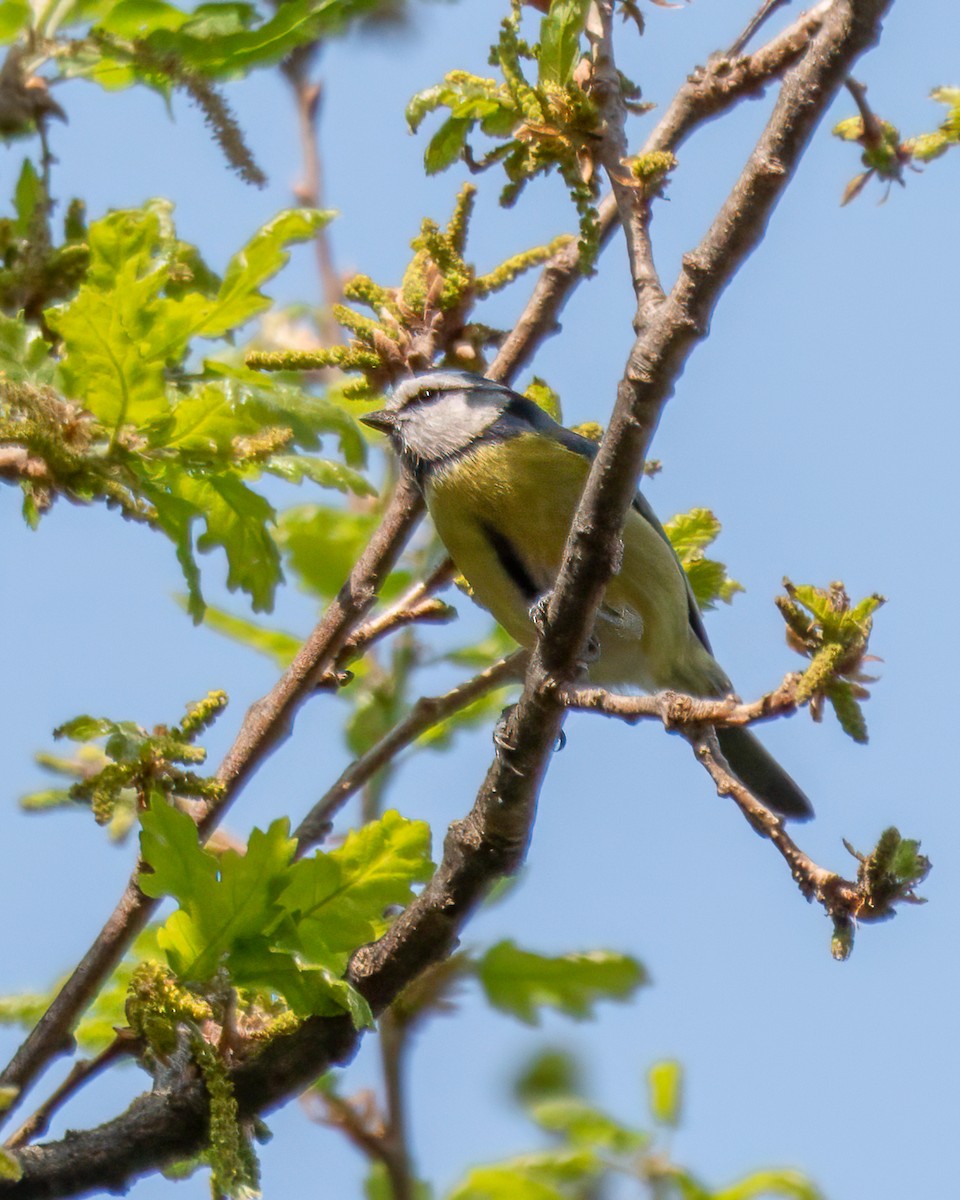 Cinciarella - ML634122676