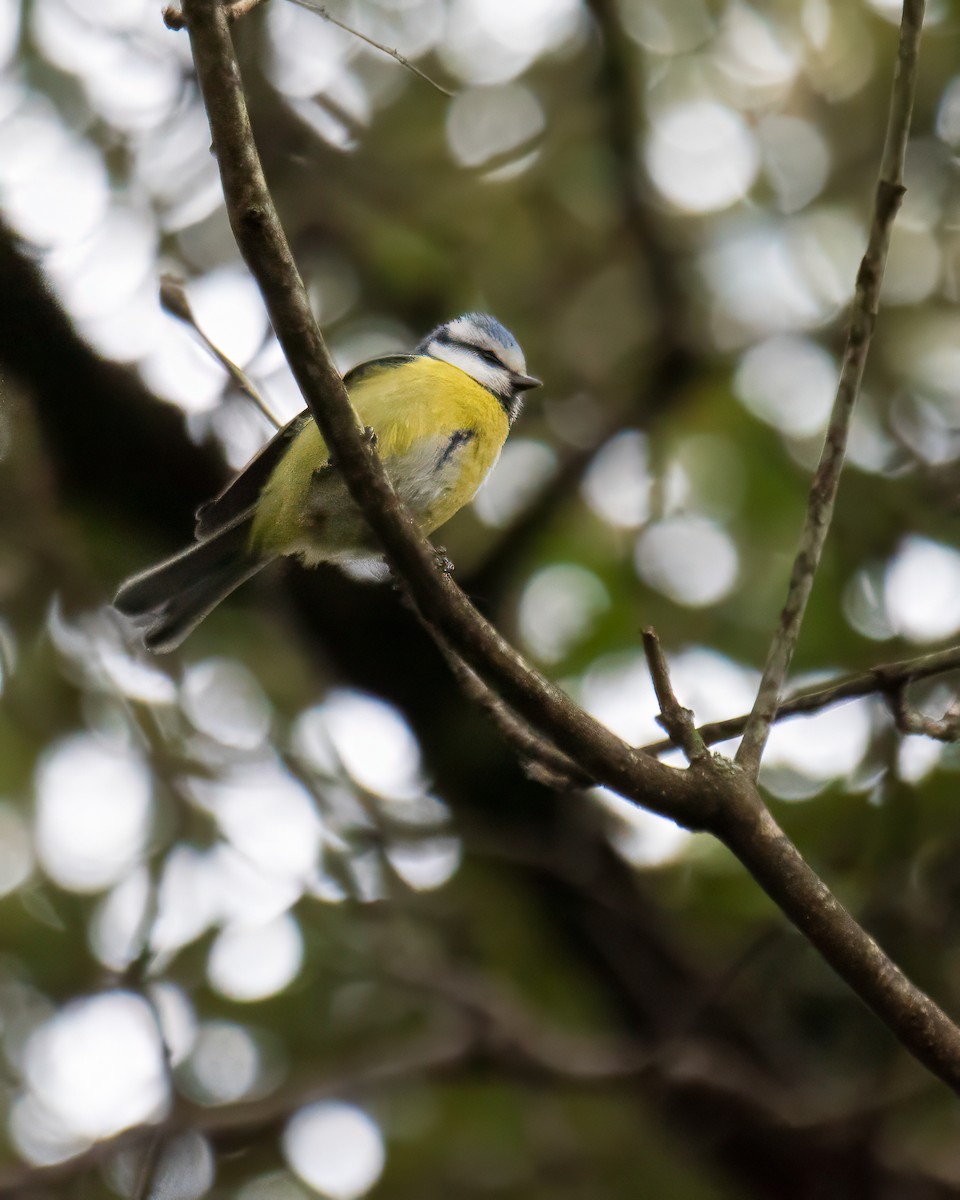 Cinciarella - ML634122692