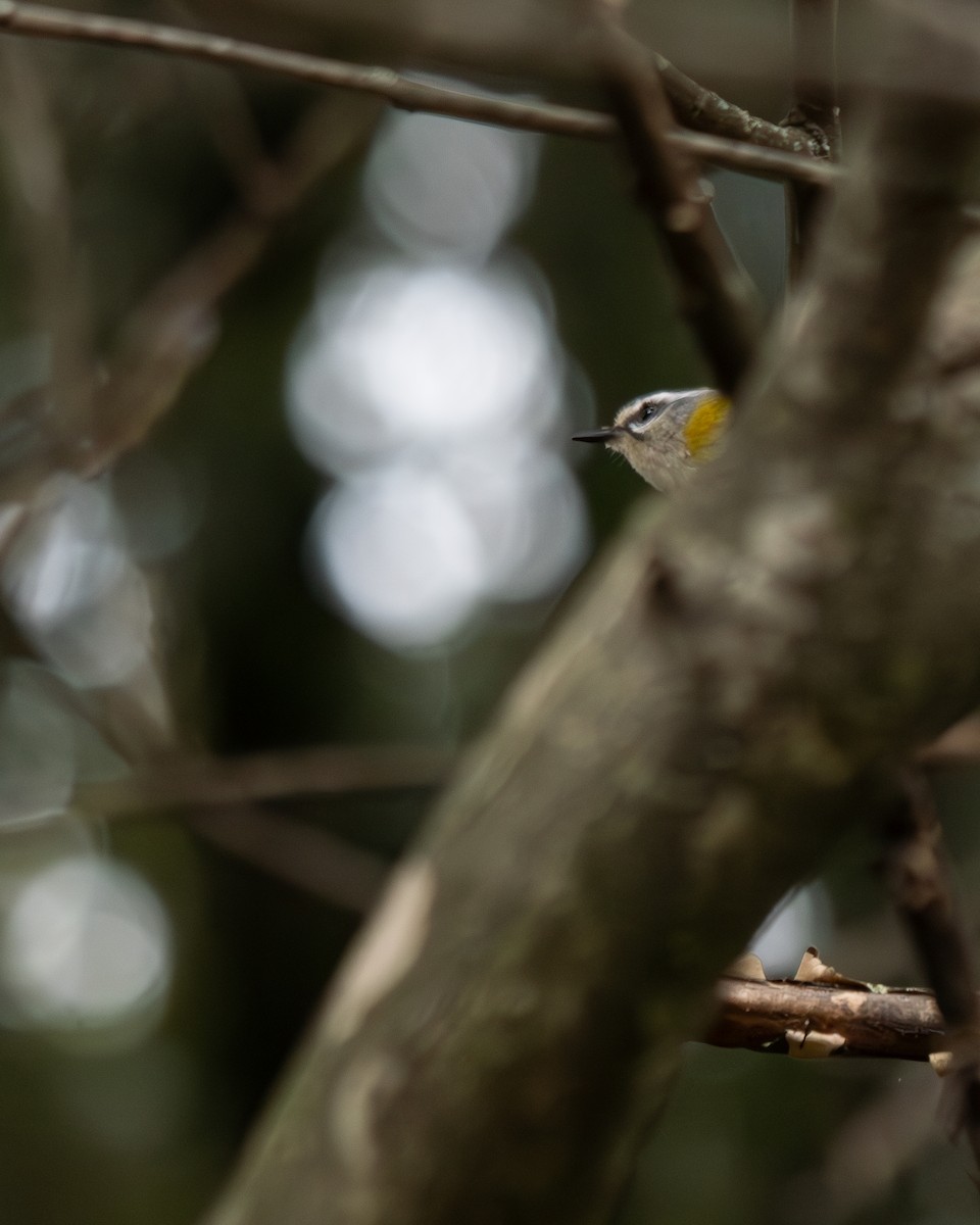 Fiorrancino - ML634122717